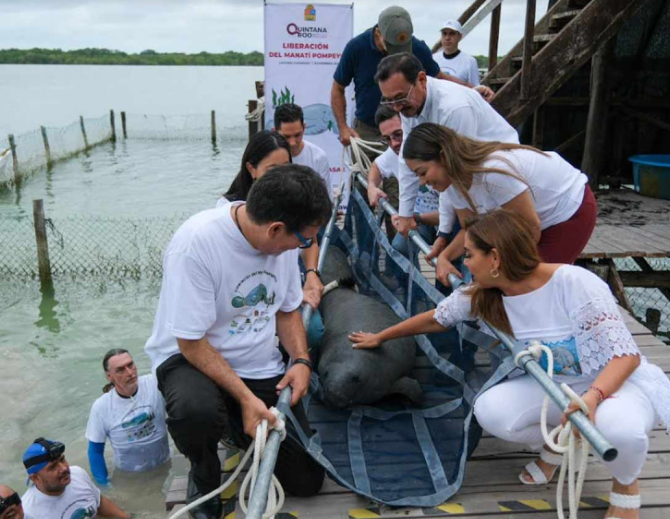 Manatí ‘Pompeyo’ regresa a su hábitat; fue rescatado hace 2 años