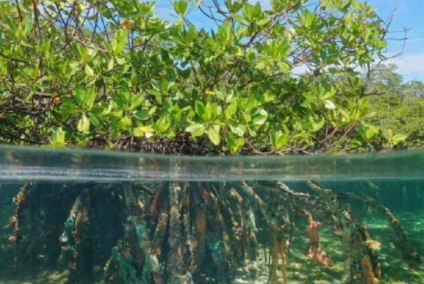 QRoo dentro de las 20 áreas naturales protegidas decretadas por el Gobierno Federal