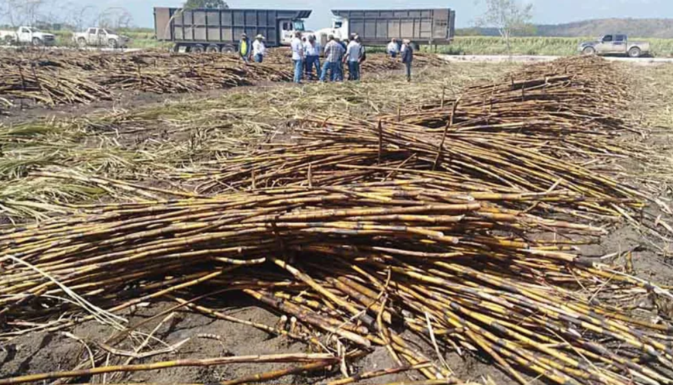 Falta de Mano de Obra Golpea Temporada de Zafra en Quintana Roo