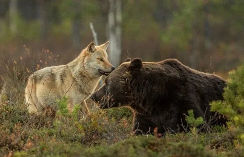 La Insólita Amistad entre un Lobo y un Oso Documentada por un Fotógrafo”