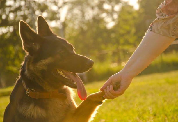 ¡Un Gran Avance para Nuestras Mascotas! México Estrena Clínicas Veterinarias Públicas en Todo el País