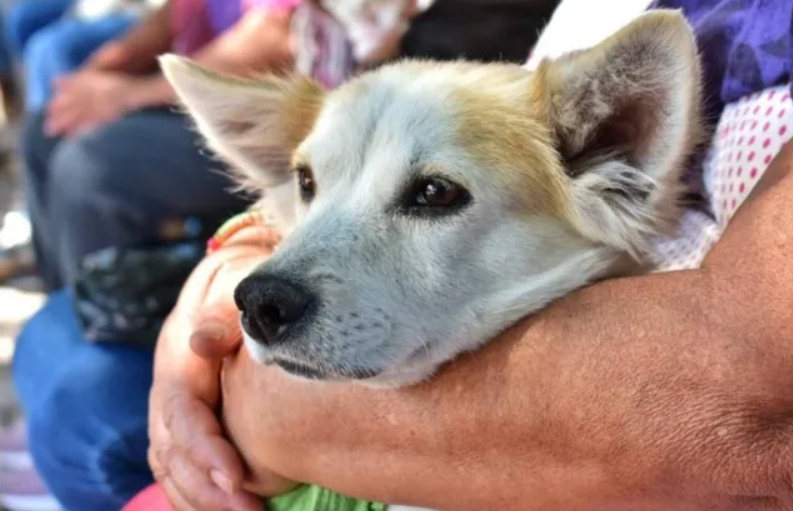 Impunidad persiste ante Agresores de Animales en Quintana Roo