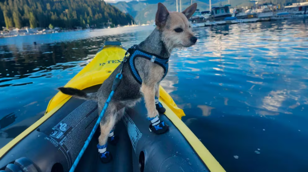 De la Calle a la Felicidad: Taquito, el Perro Abandonado que Encontró un Hogar en Canadá.