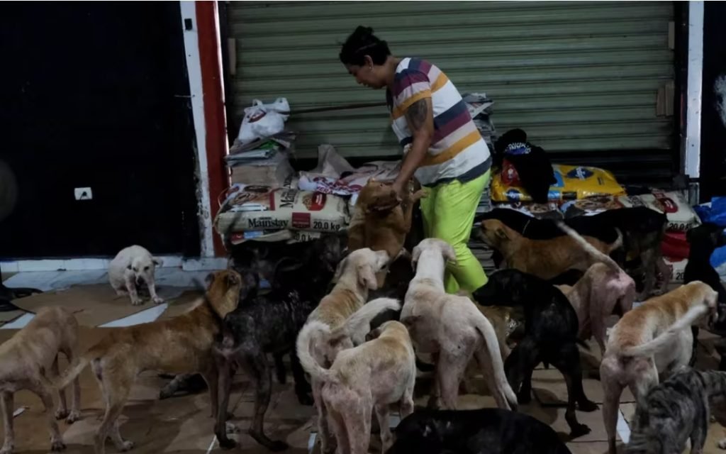 Heroína : Aglae Yulidiana Lázaro y su Refugio Cachorrilandia Salvan a 200 Perros del Huracán Beryl