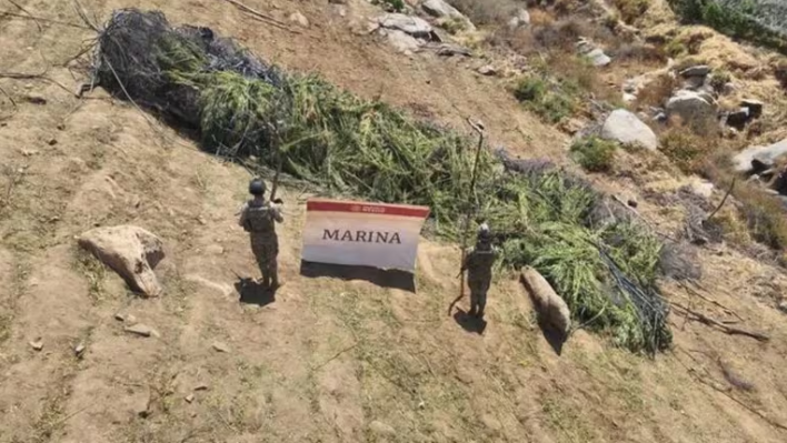 Semar Destruye Ocho Plantíos de Marihuana en la Sierra de Baja California y Asegura Drogas en el AICM.