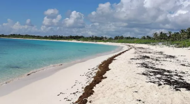 Inversión Millonaria para Combatir el Sargazo y la Erosión en Tulum