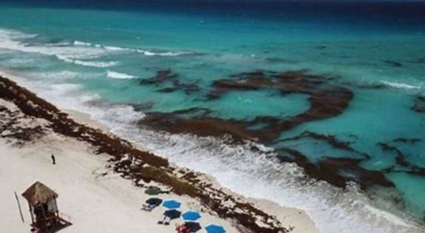 “Sargazo llega a costas de Quintana Roo: Red de Monitoreo anticipa temporada intensa para 2025”