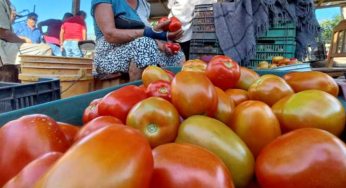 🔴 EE. UU. aplicará arancel de 20.91% al tomate mexicano a partir de julio de 2025: fin del acuerdo comercial genera tensión