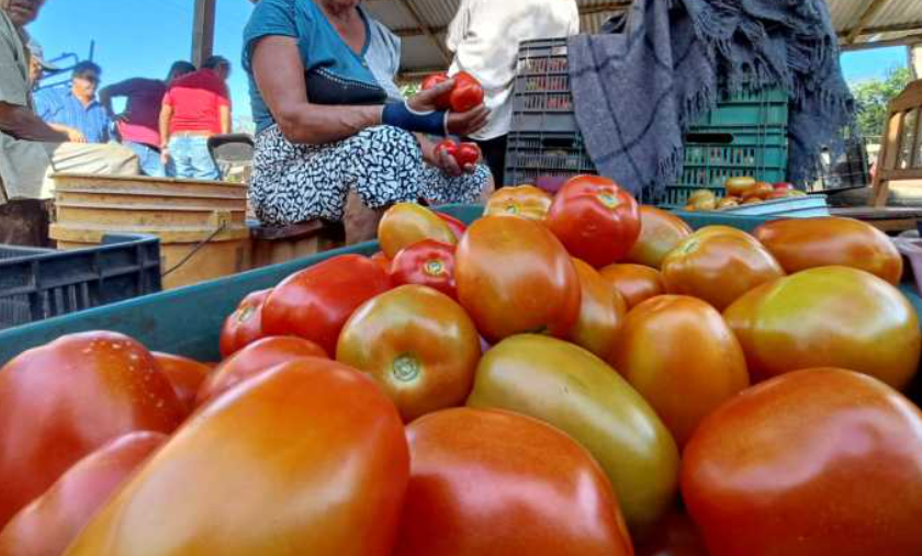 🔴 EE. UU. aplicará arancel de 20.91% al tomate mexicano a partir de julio de 2025: fin del acuerdo comercial genera tensión